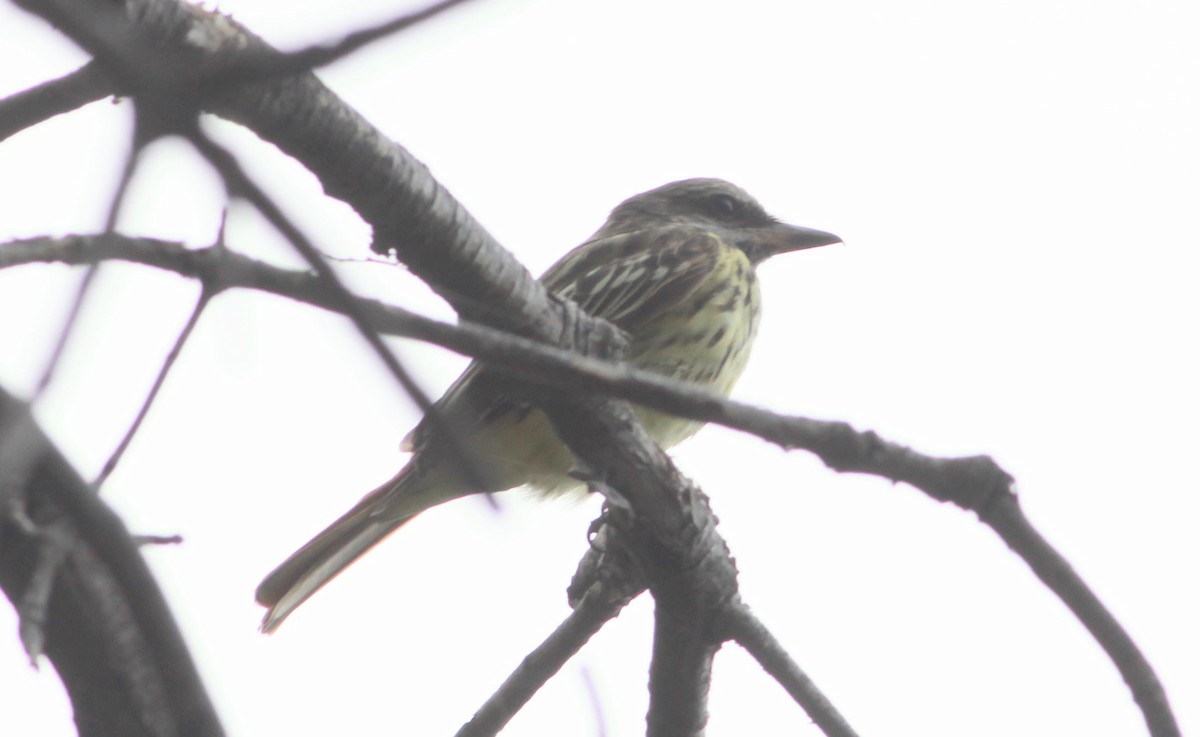 Sulphur-bellied Flycatcher - Thad Roller