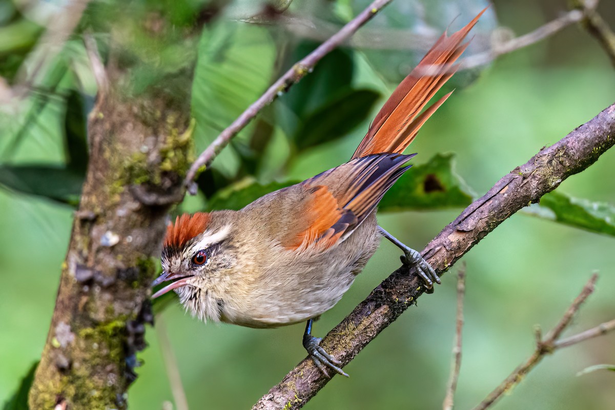 Pallid Spinetail - Kurt Gaskill