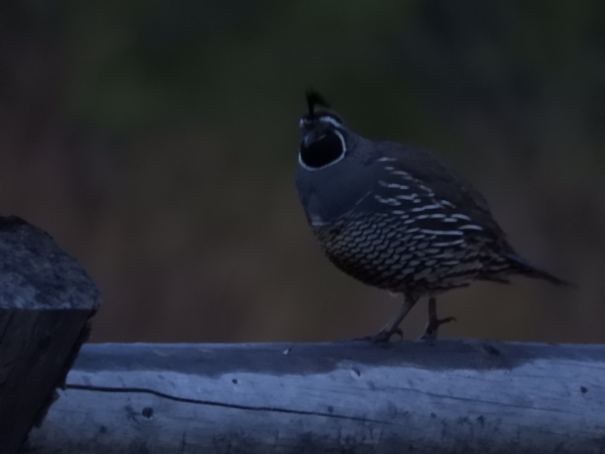 California Quail - Thomas Bürgi