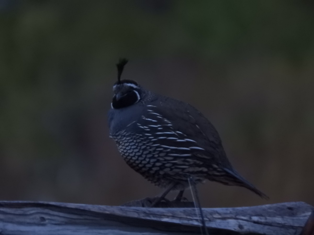 California Quail - Thomas Bürgi