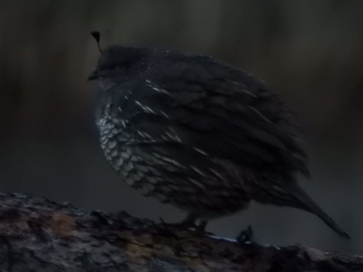 California Quail - Thomas Bürgi