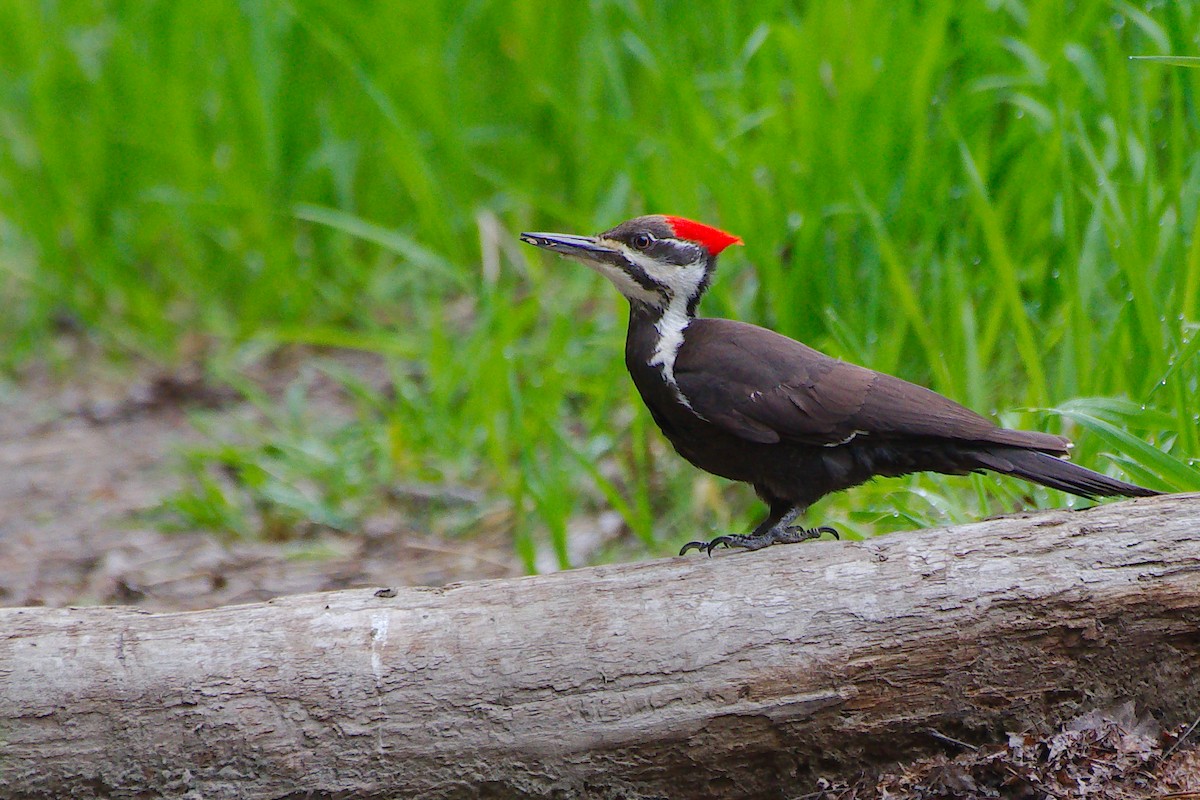 Pileated Woodpecker - Rick Beaudon