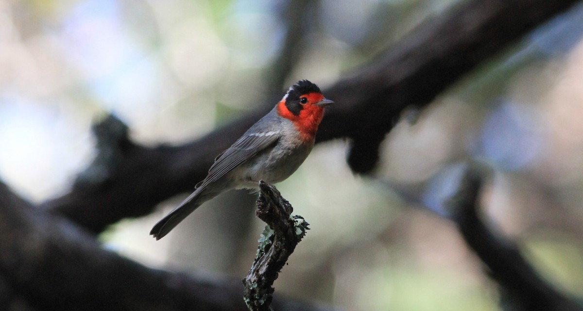 Red-faced Warbler - Thad Roller