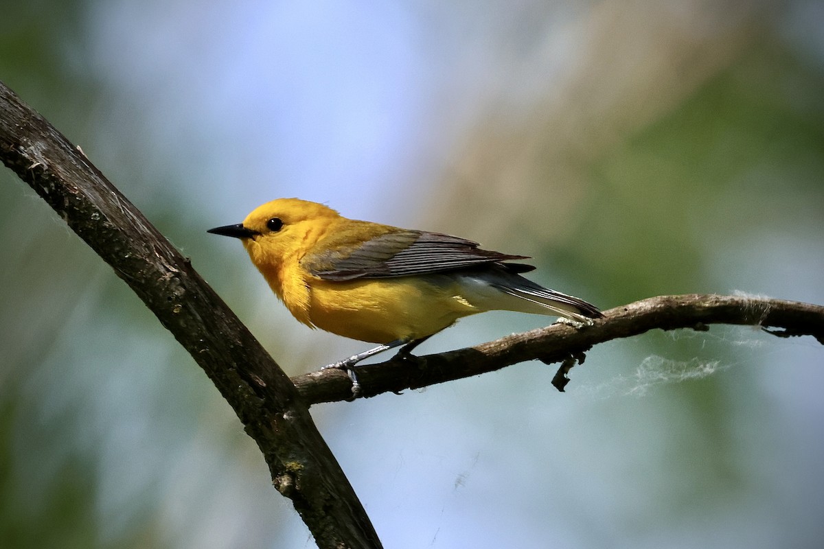 Prothonotary Warbler - ML619523545