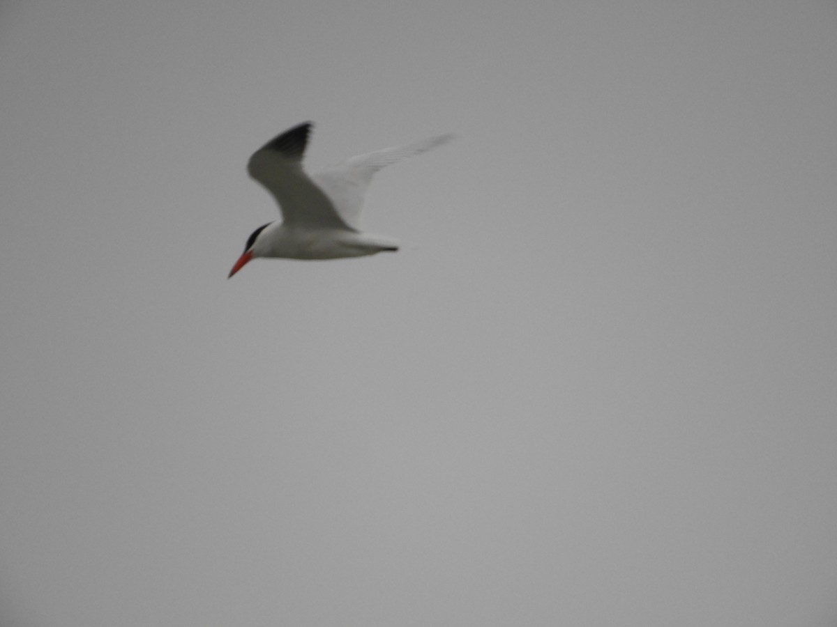 Caspian Tern - Thomas Bürgi