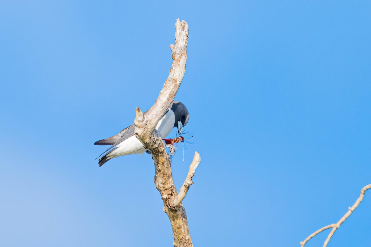 White-breasted Woodswallow - Anthony Zimmermann