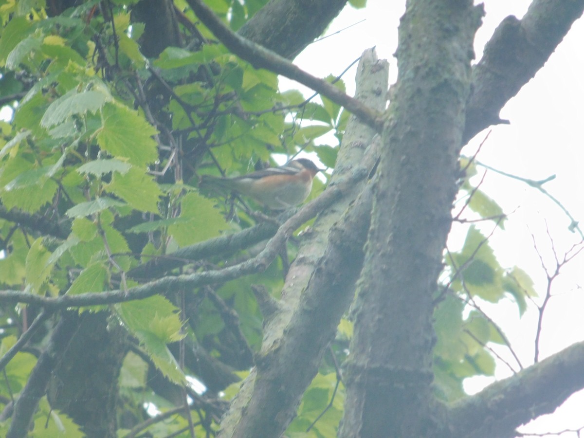 Bay-breasted Warbler - Arrow Z L