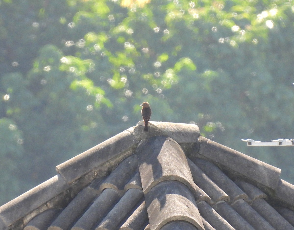 Cliff Flycatcher - Rodrigo Quadros