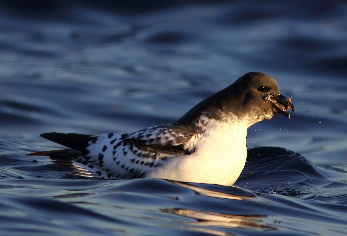 Cape Petrel - Andrew Collins