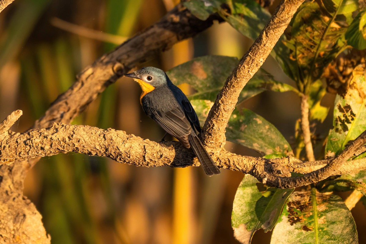 Broad-billed Flycatcher - ML619523564