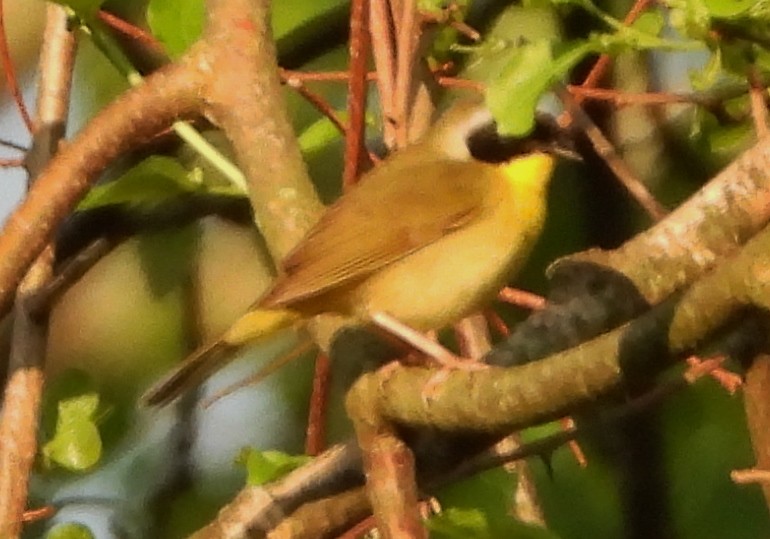 Common Yellowthroat - alan murray