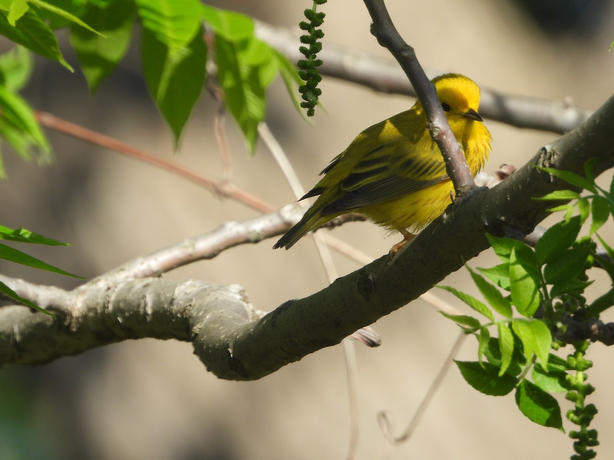 Yellow Warbler (Northern) - Kent Millham