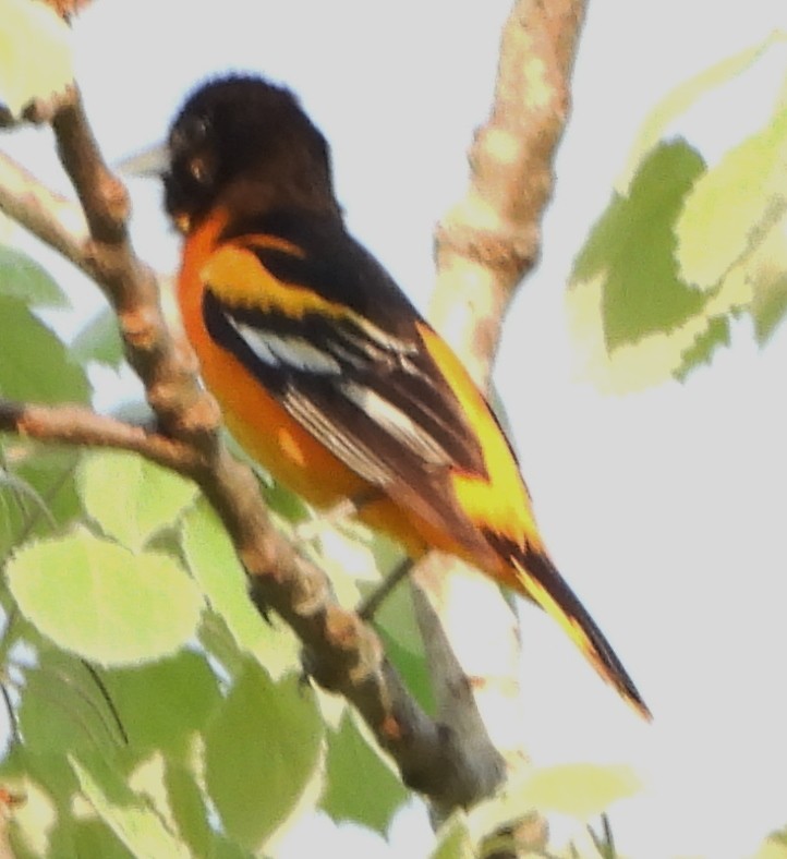 Baltimore Oriole - alan murray