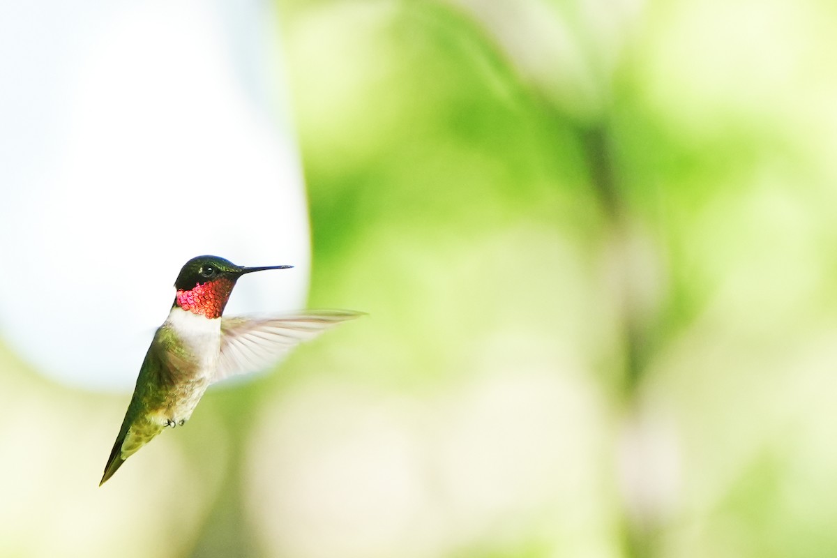 Ruby-throated Hummingbird - Maneesh Rajvanshi