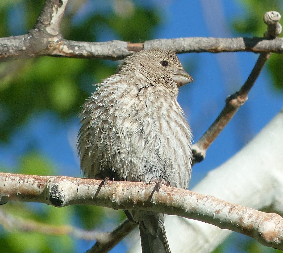 House Finch - Kenneth Stinchcomb