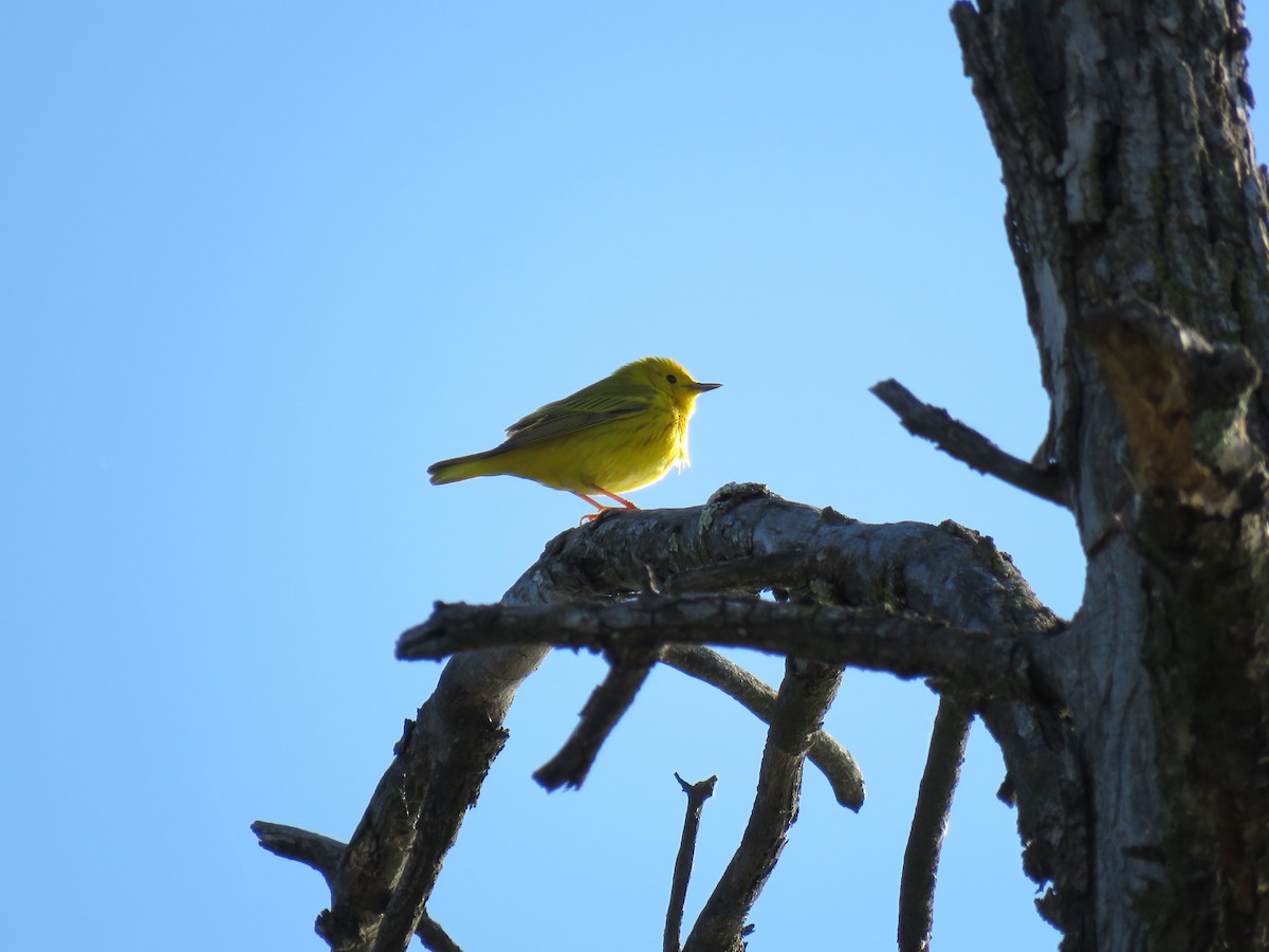 Yellow Warbler - Jonah Tamez