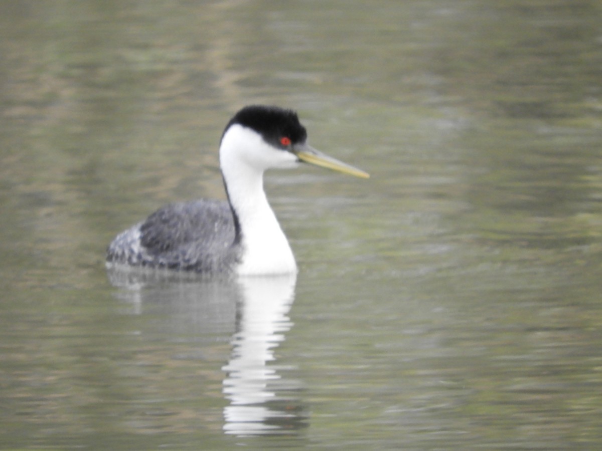 Western Grebe - Thomas Bürgi