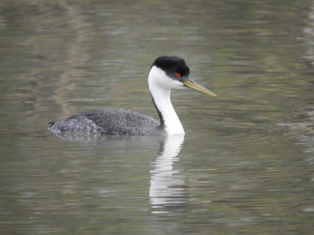 Western Grebe - Thomas Bürgi