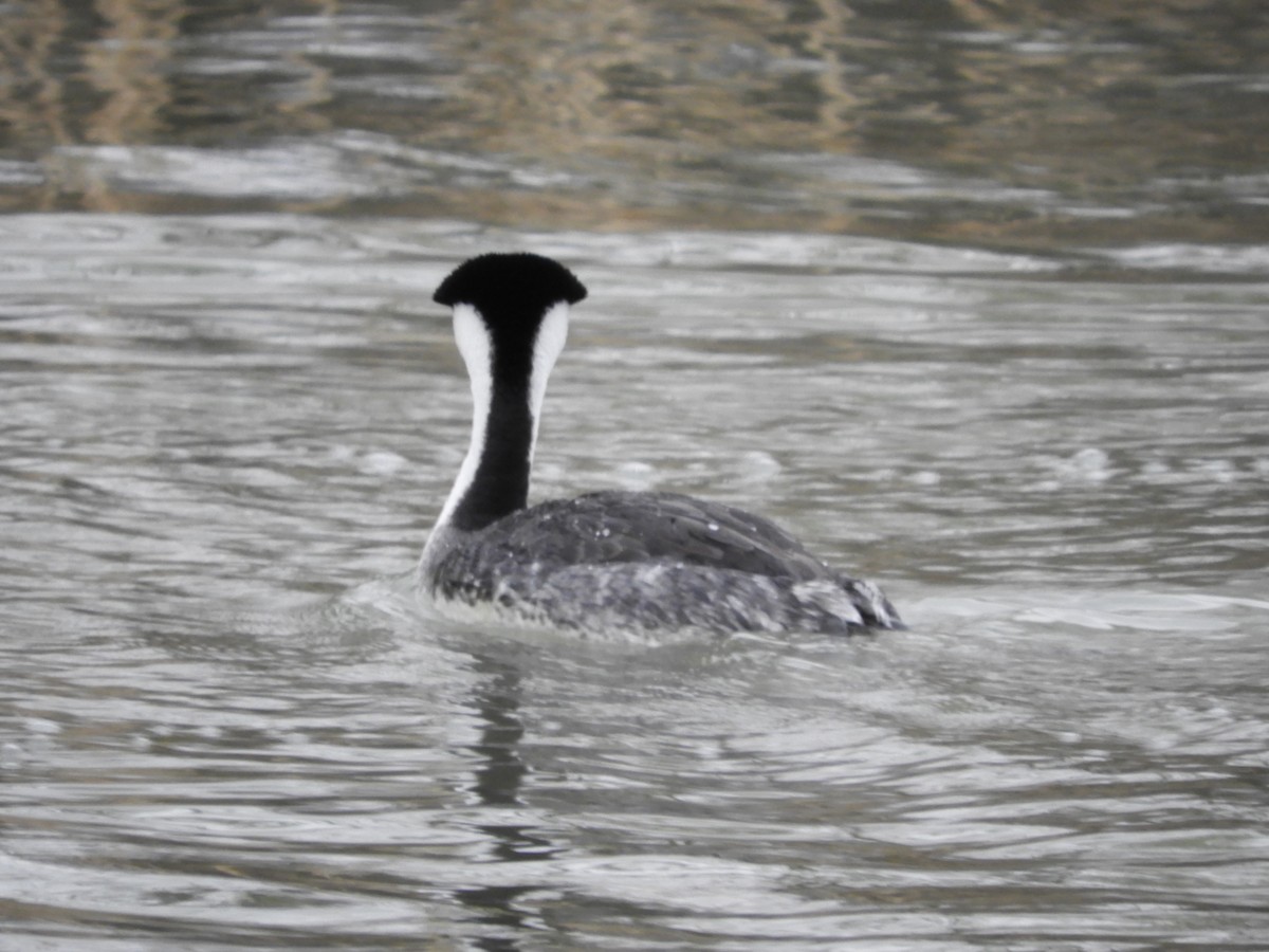 Western Grebe - Thomas Bürgi