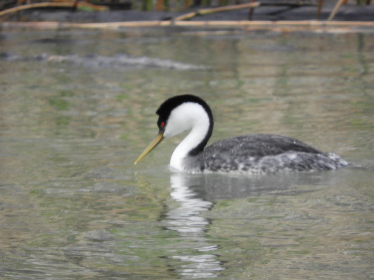 Western Grebe - Thomas Bürgi