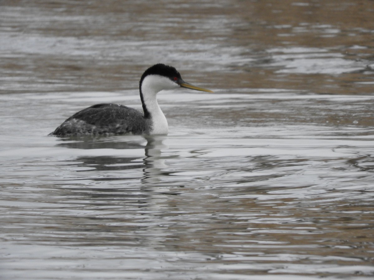 Western Grebe - Thomas Bürgi