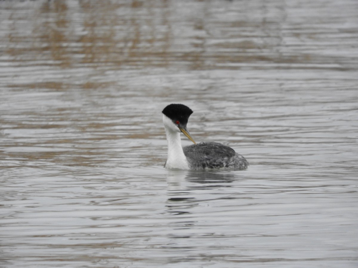 Western Grebe - Thomas Bürgi