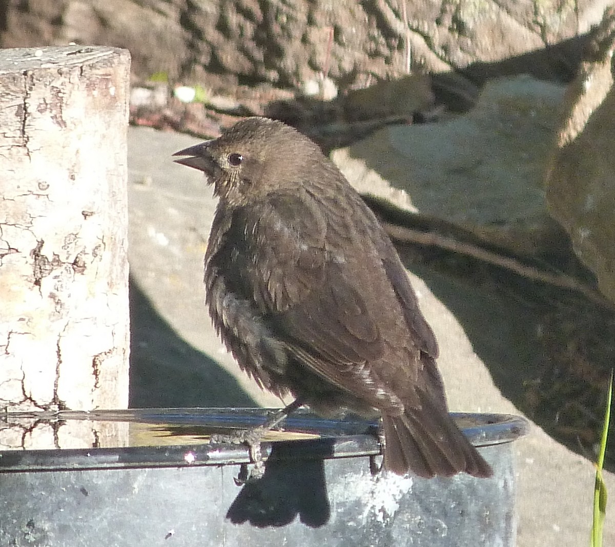 Brown-headed Cowbird - Kenneth Stinchcomb