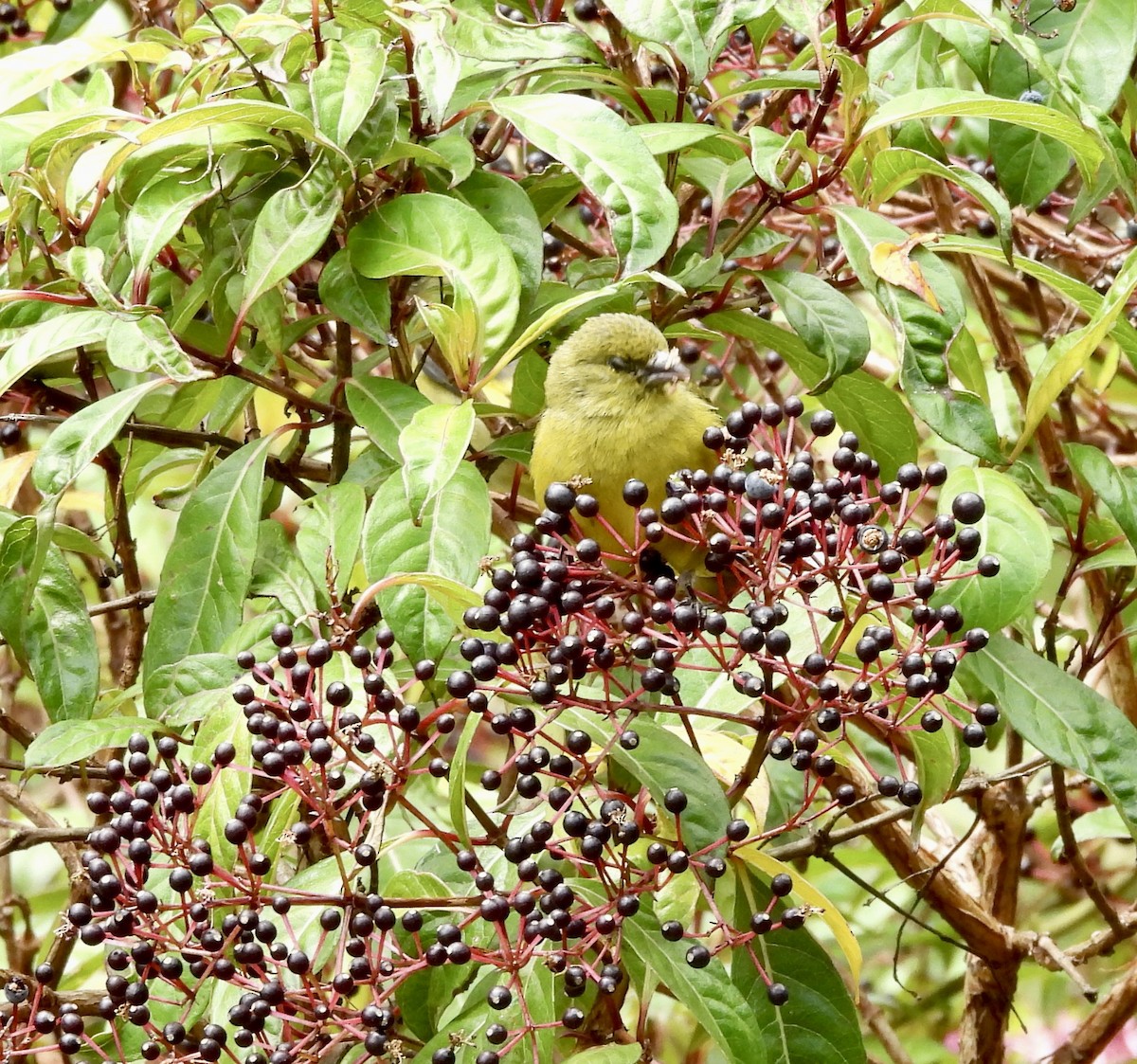 Yellow-bellied Siskin - Susan Thome-Barrett