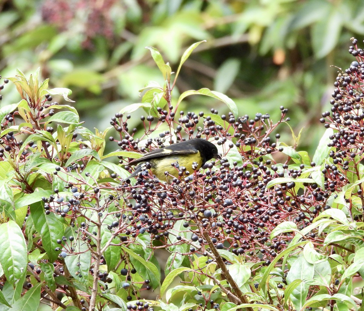 Yellow-bellied Siskin - ML619523616