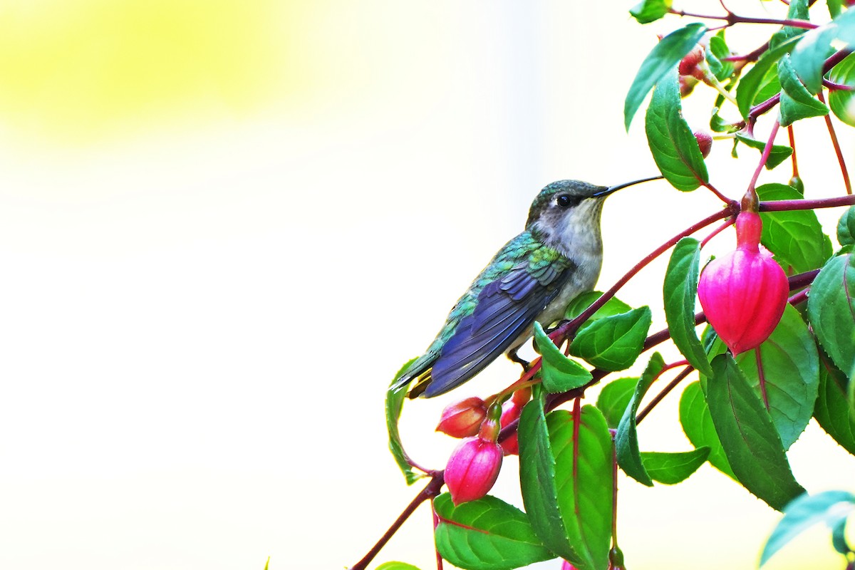 Ruby-throated Hummingbird - Maneesh Rajvanshi