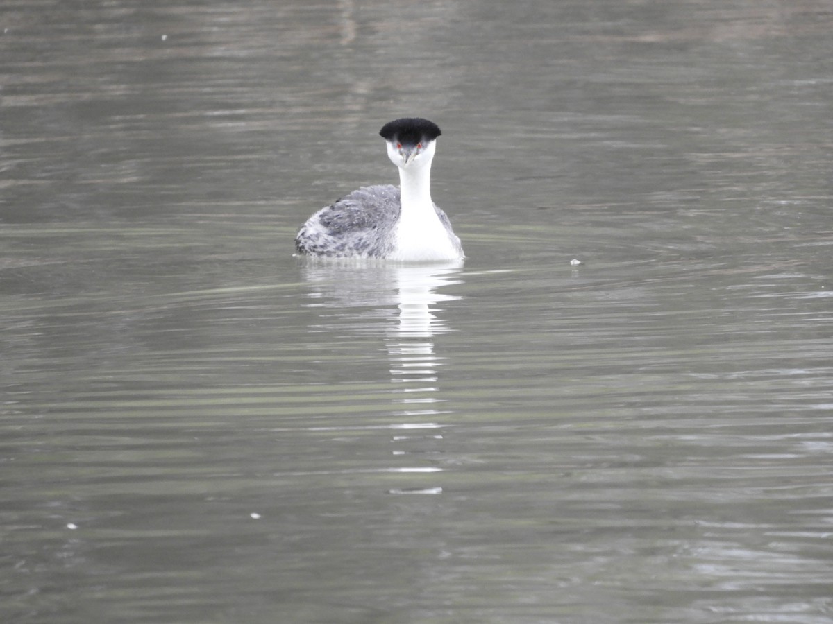 Western Grebe - Thomas Bürgi