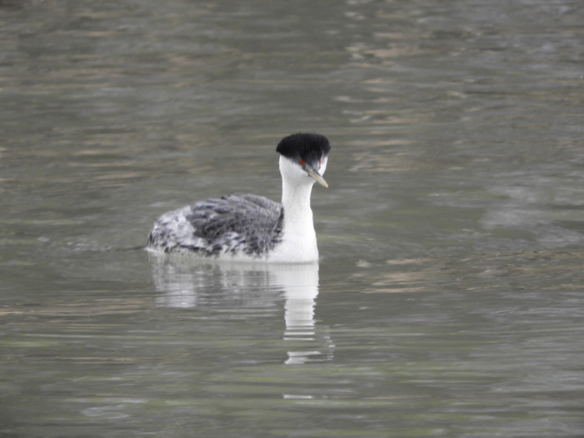 Western Grebe - Thomas Bürgi