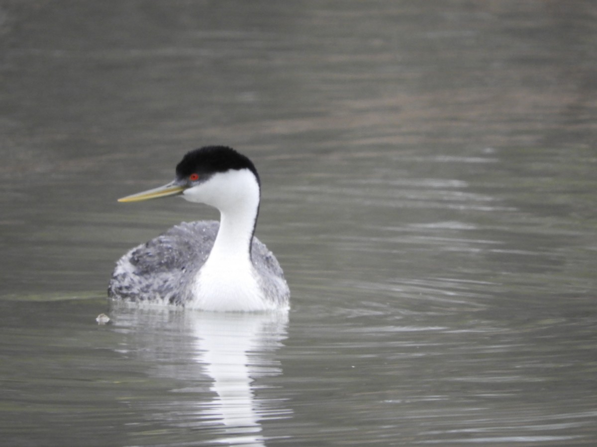 Western Grebe - Thomas Bürgi