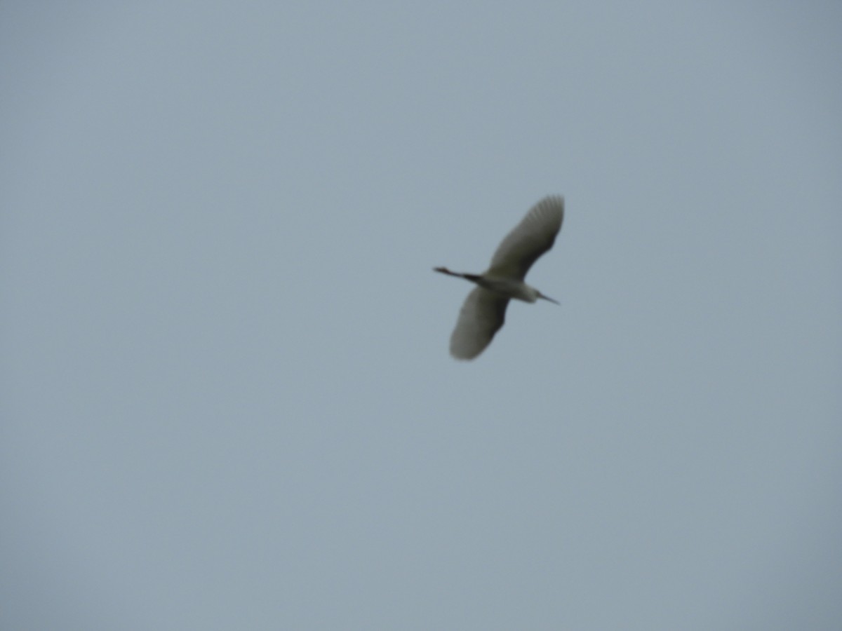 Snowy Egret - Thomas Bürgi