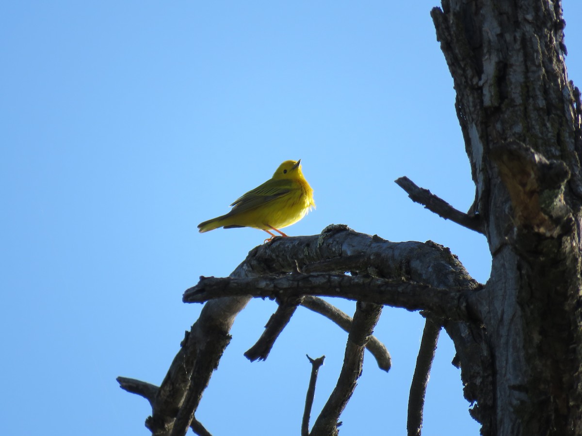 Yellow Warbler - Jonah Tamez