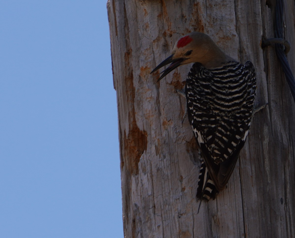 Gila Woodpecker - ML619523637