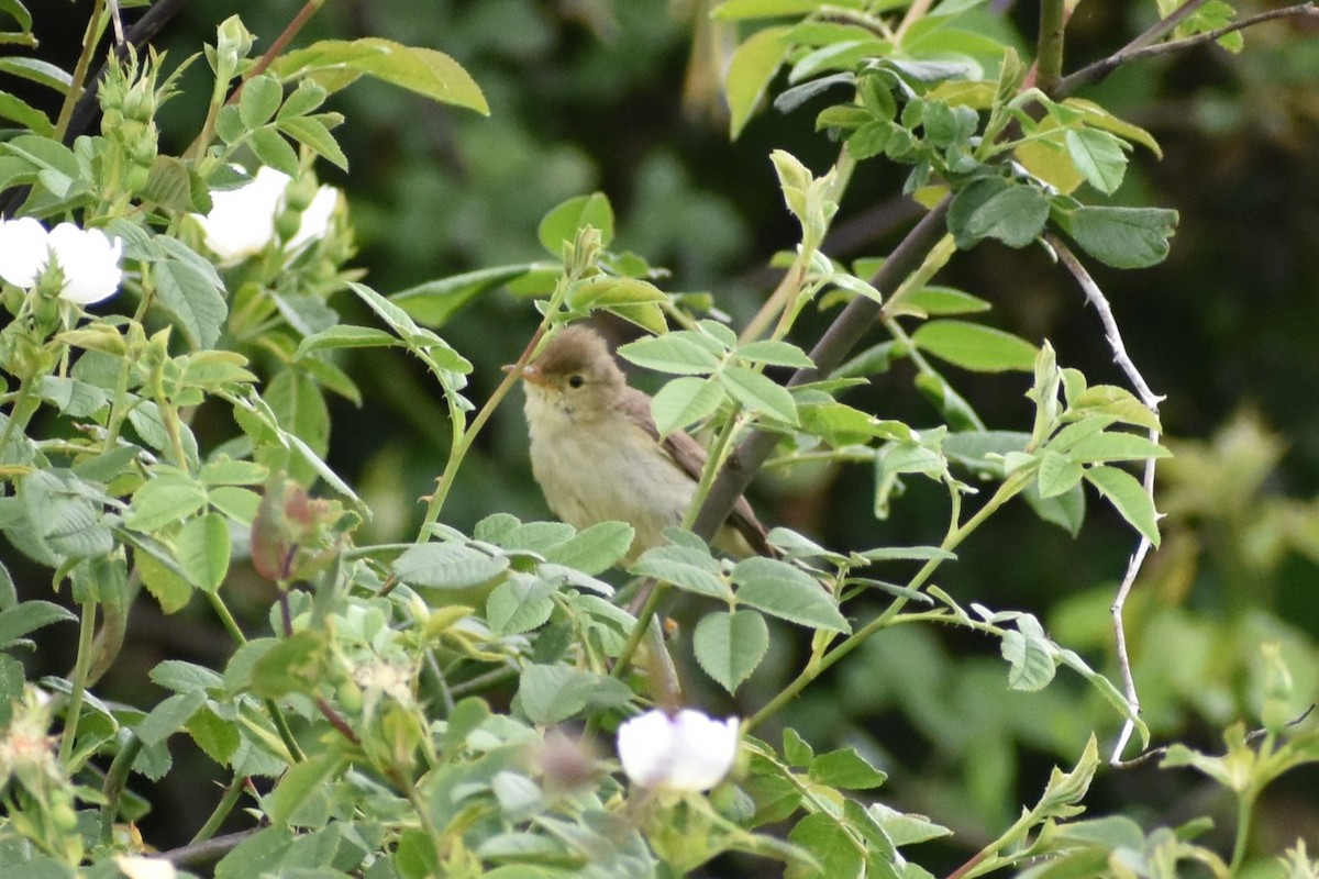 Melodious Warbler - Tirso Fernandez