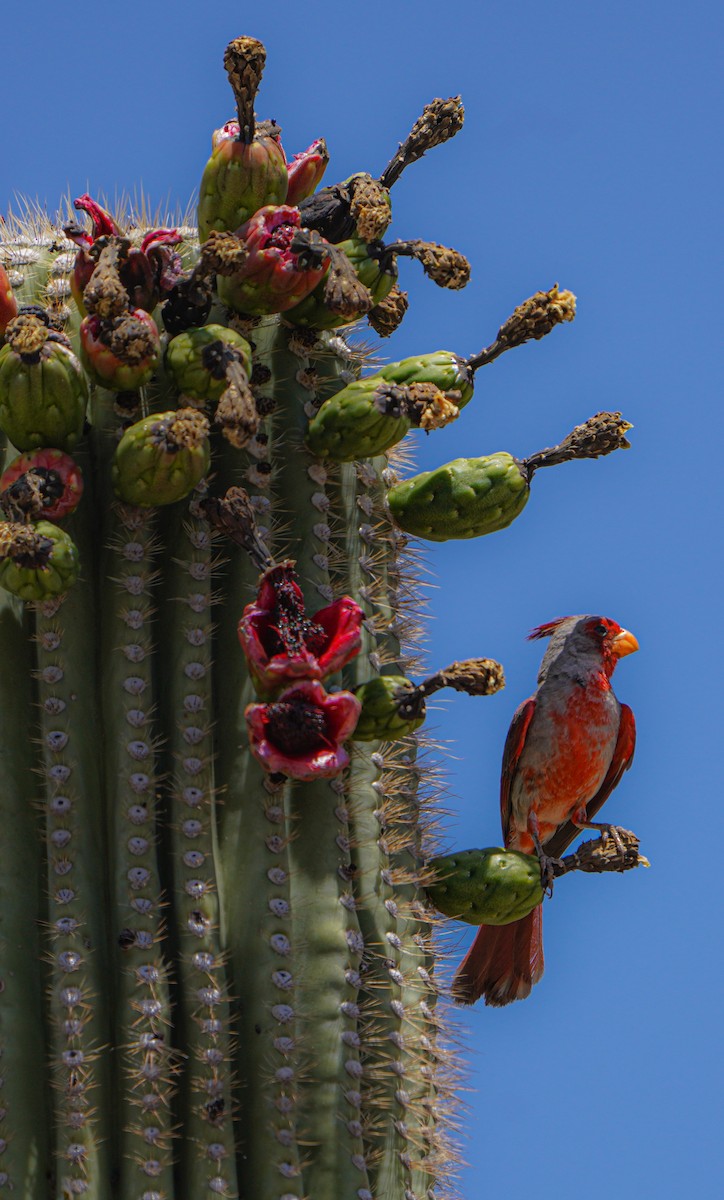 Cardinal pyrrhuloxia - ML619523641