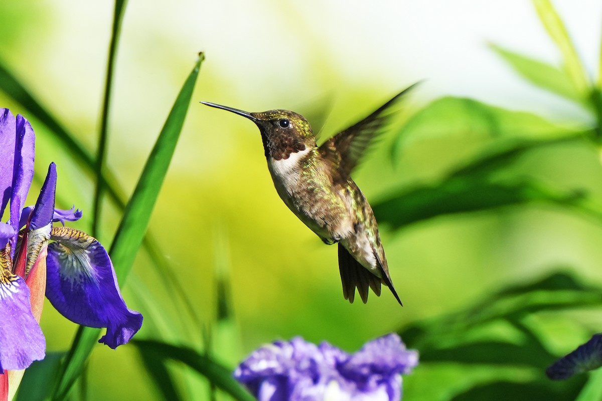 Ruby-throated Hummingbird - Maneesh Rajvanshi