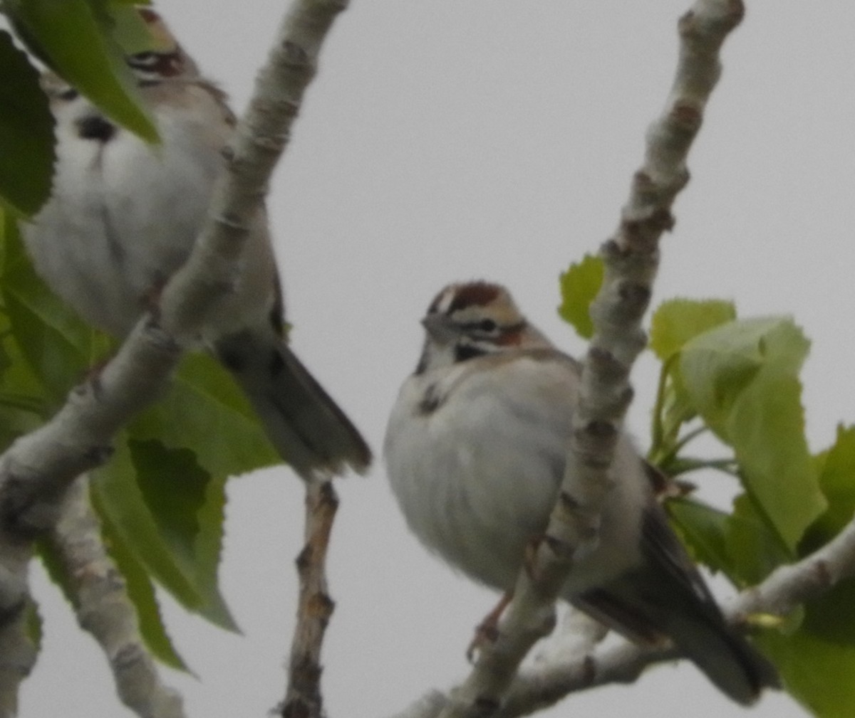 Lark Sparrow - Thomas Bürgi