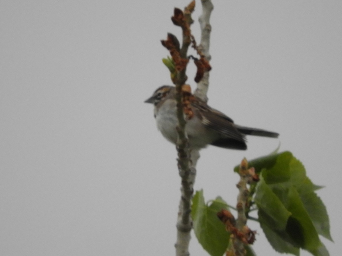 Lark Sparrow - Thomas Bürgi