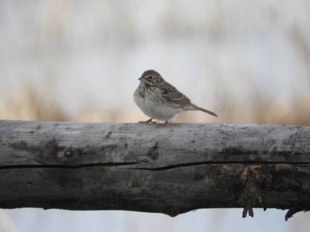 Vesper Sparrow - Thomas Bürgi