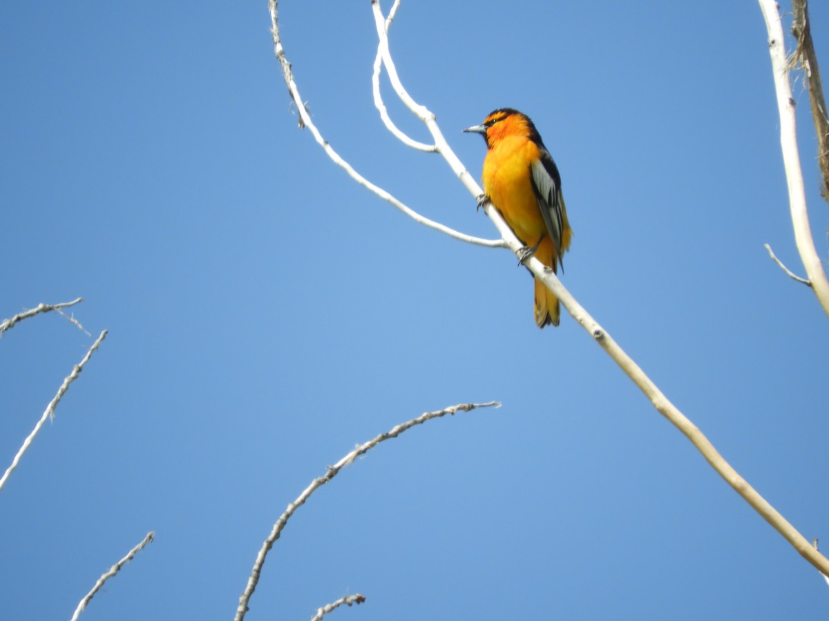 Bullock's Oriole - Thomas Bürgi