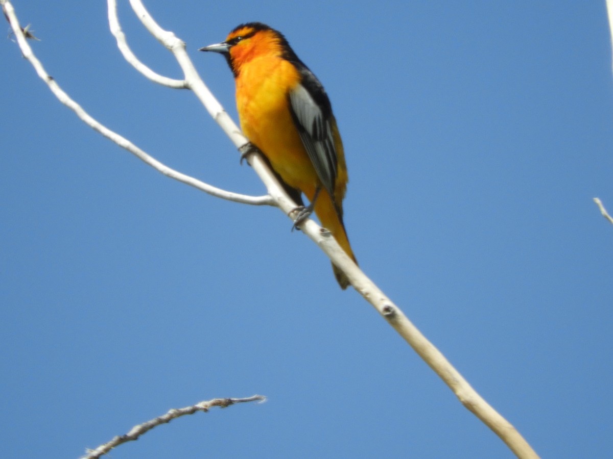 Bullock's Oriole - Thomas Bürgi