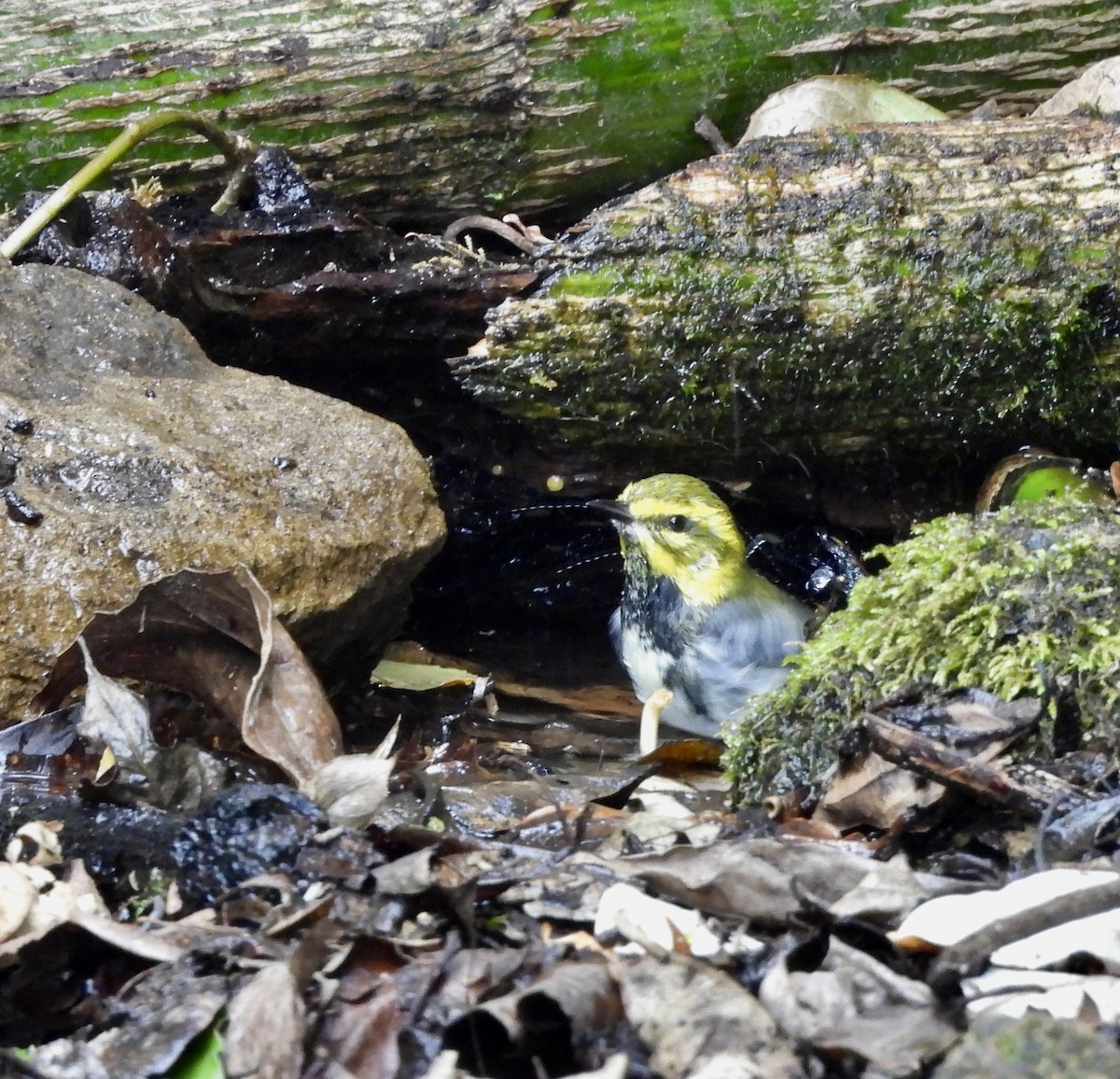 Black-throated Green Warbler - Susan Thome-Barrett