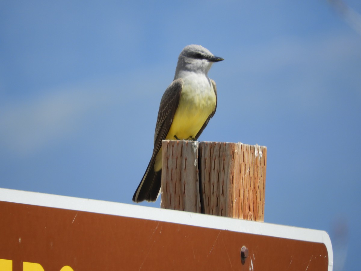 Western Kingbird - Thomas Bürgi