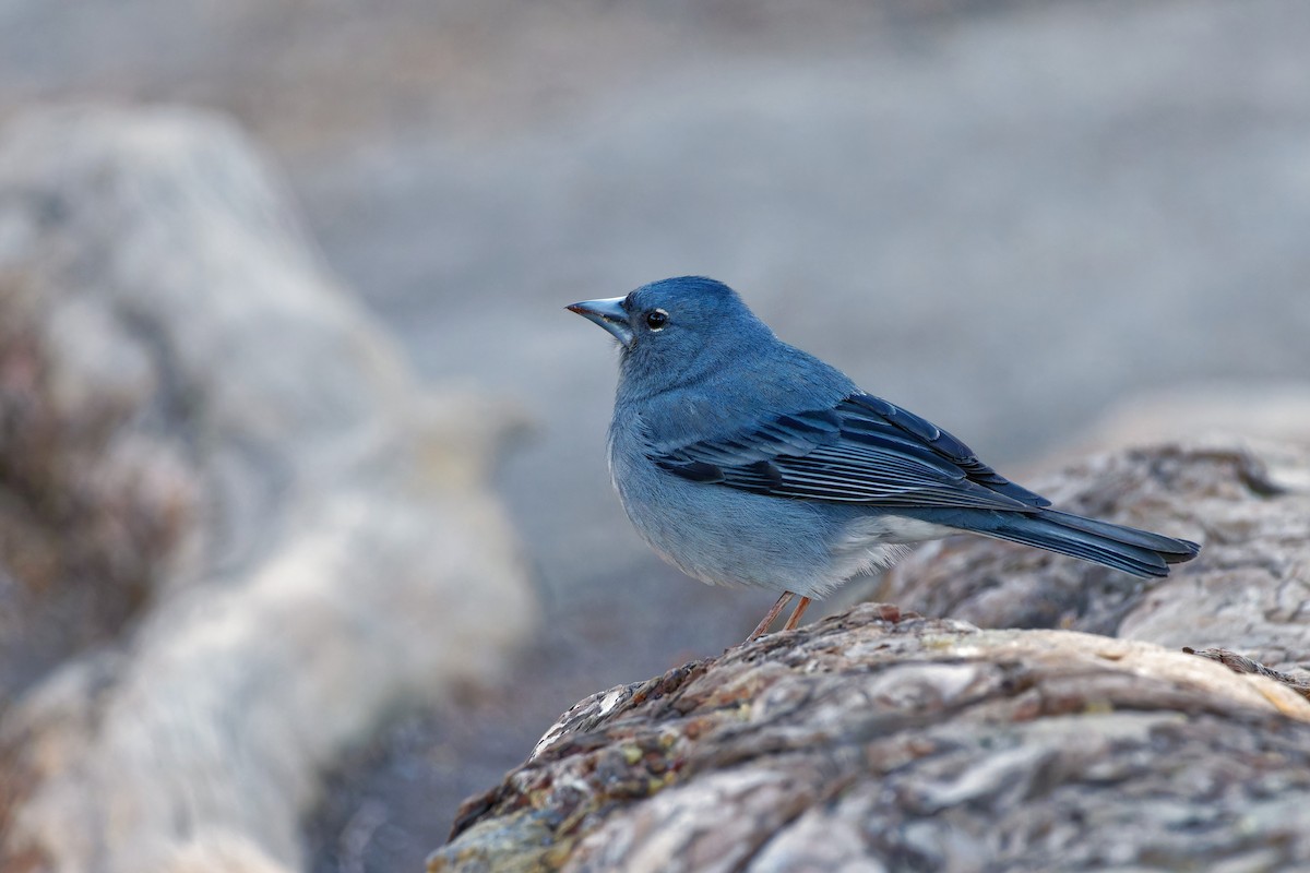 Tenerife Blue Chaffinch - ML619523664