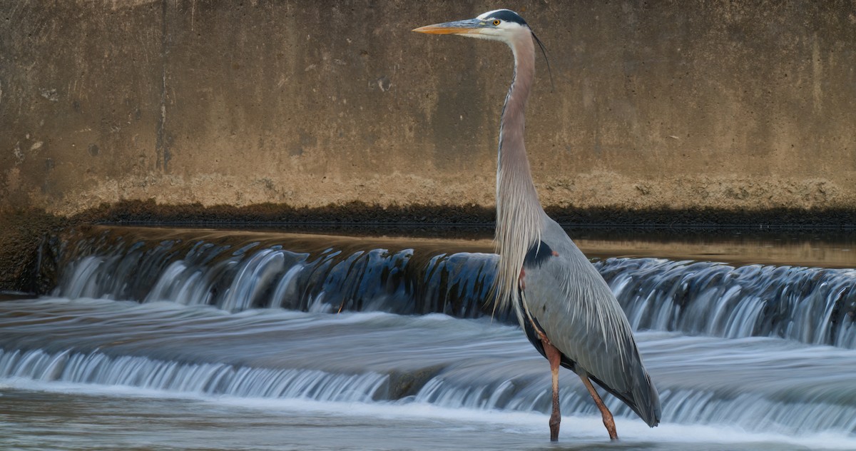 Great Blue Heron - Zachary Vaughan