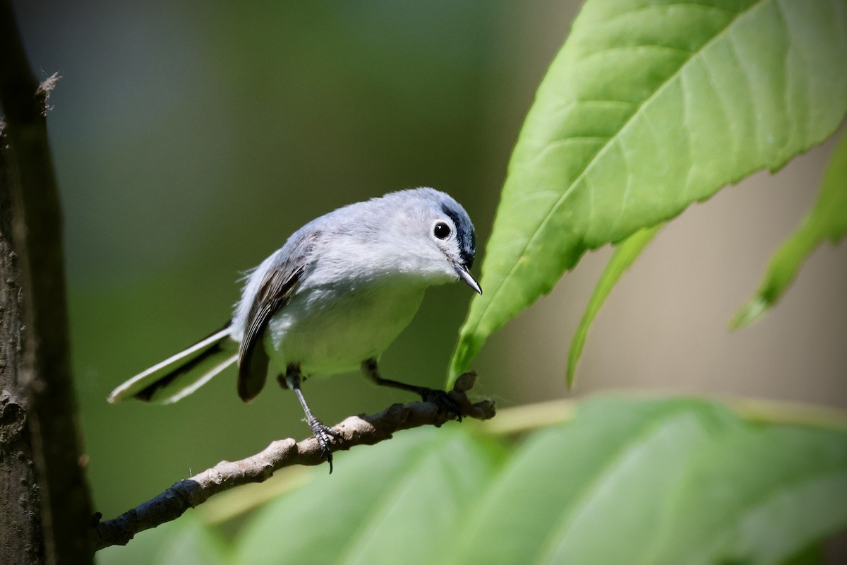 Blue-gray Gnatcatcher - Eric Leene