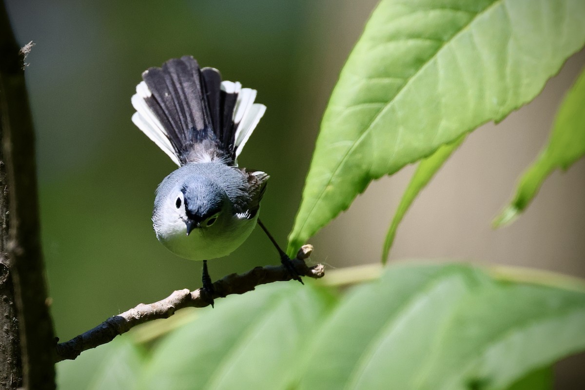 Blue-gray Gnatcatcher - Eric Leene